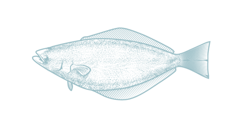 Greenland Halibut
